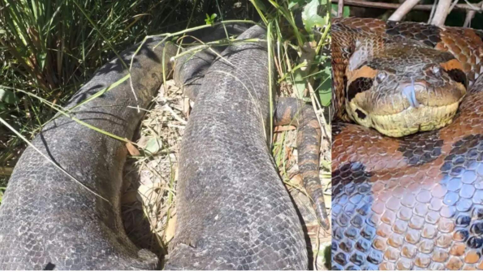 Uma grande sucuri flagrada em Bonito pelo guia Vilmar Teixeira, conhecido como "pai das sucuris" - (Fotos: Vilmar Teixeira)