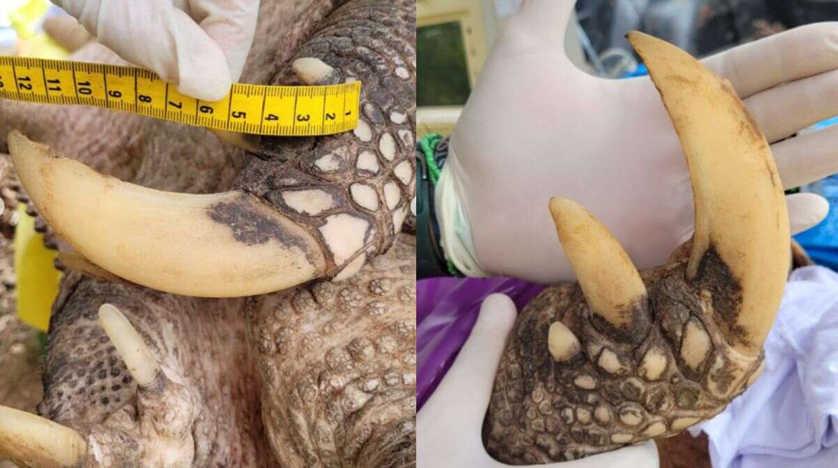 Consegue adivinhar de quem são essas garras? - (Foto: Projeto Tatu Canastras-ICAS)
