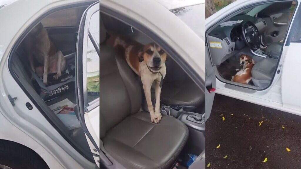 cachorro