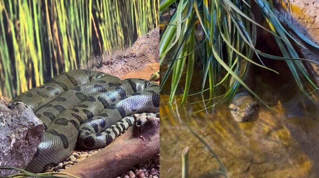 sucuri do bioparque aumenta (1)