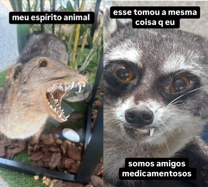 animais taxidermizados