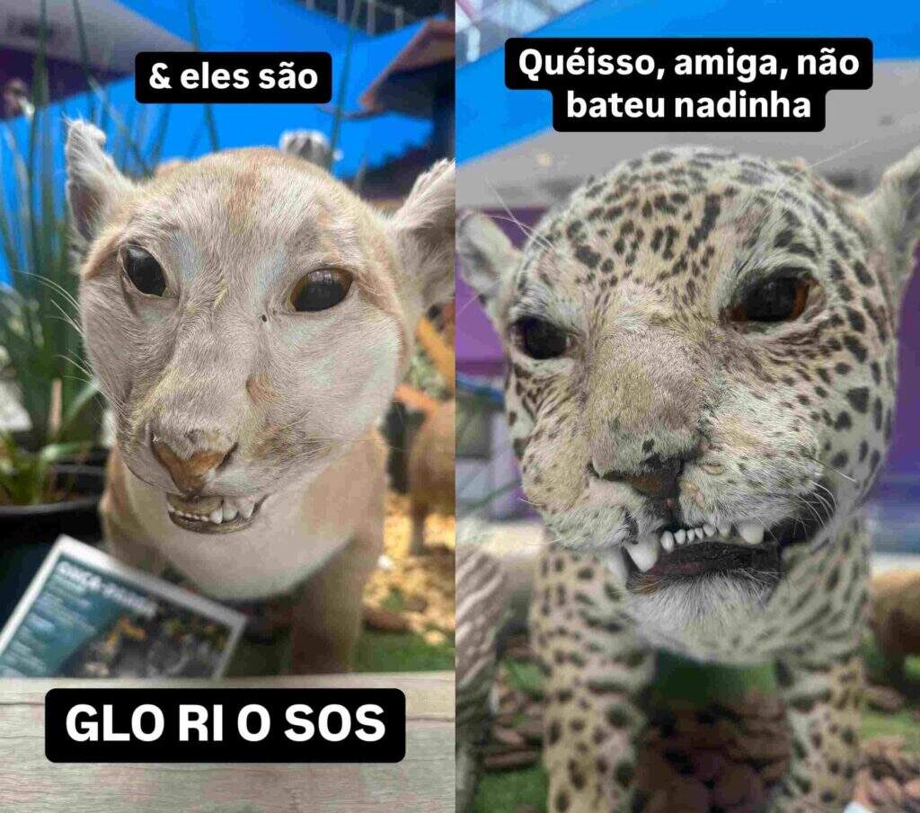 animais taxidermizados