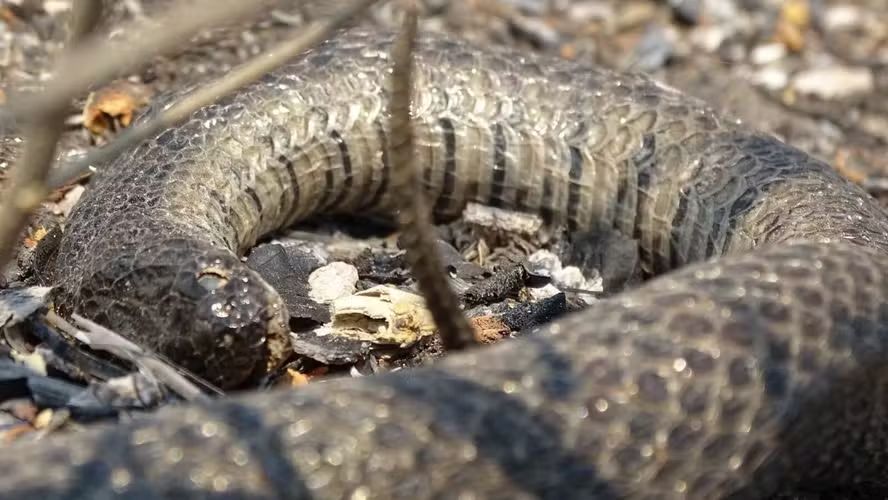 Cobra-d'água encontrada morta durante a emergência no Pantanal - (Foto: Gabriela do Valle, Acervo Pesquisadores)