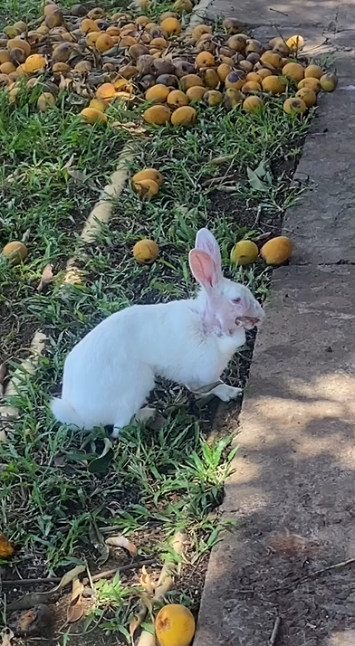 Batalha do animal deixou marcas para veterinários - (Foto: Arquivo Pessoal) coelha nevasca câncer