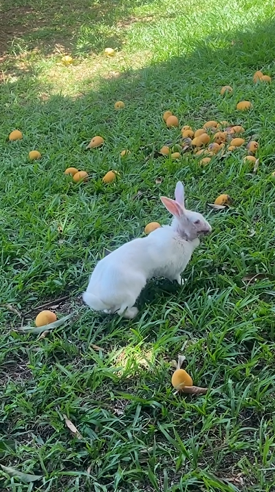 Câncer matou coelha Nevasca aos poucos - (Foto: Arquivo Pessoal(