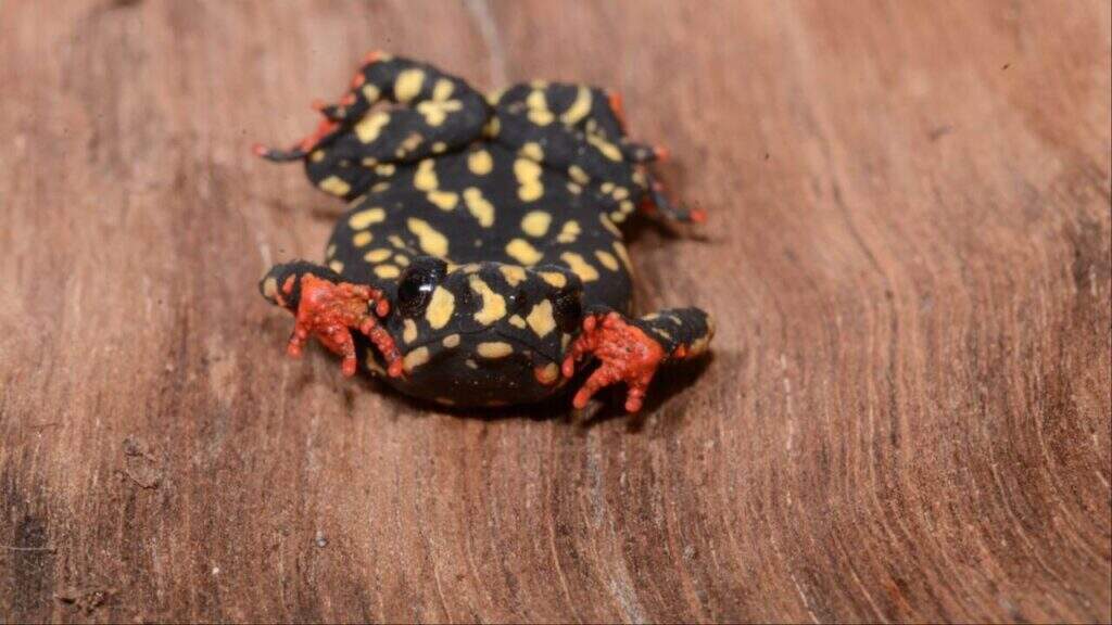 Anfíbios sapinho-de-barriga-vermelha-do-chaco (Melanophryniscus fulvoguttatus)